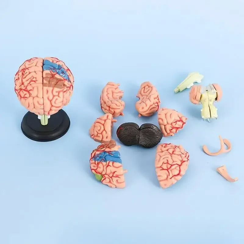 Modelo de Cérebro Humano 4D Desmontado