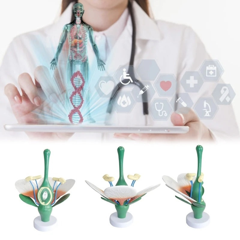 Modelo de Anatomia de Folhas de Flores e Plantas