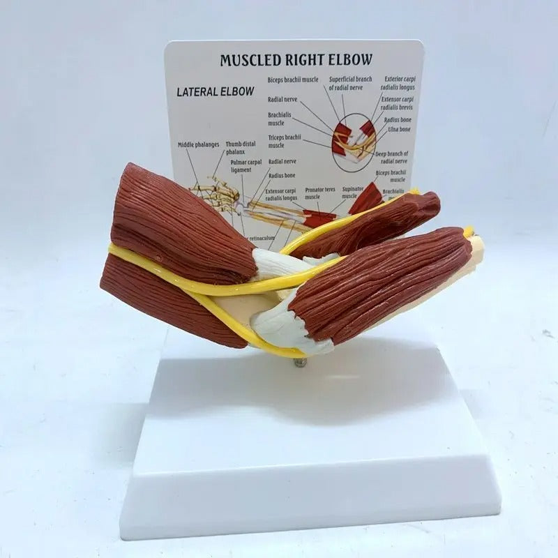 Modelo Anatomico Articulação do Cotovelo e Ligamento Vascular