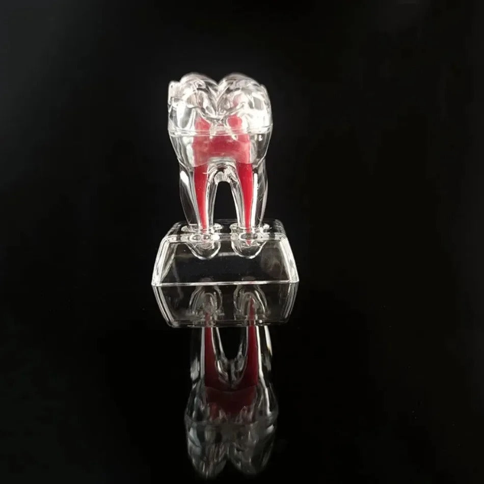 Modelo Anatômico Dental Destacável e Transparente – Luminoso e Único Dente