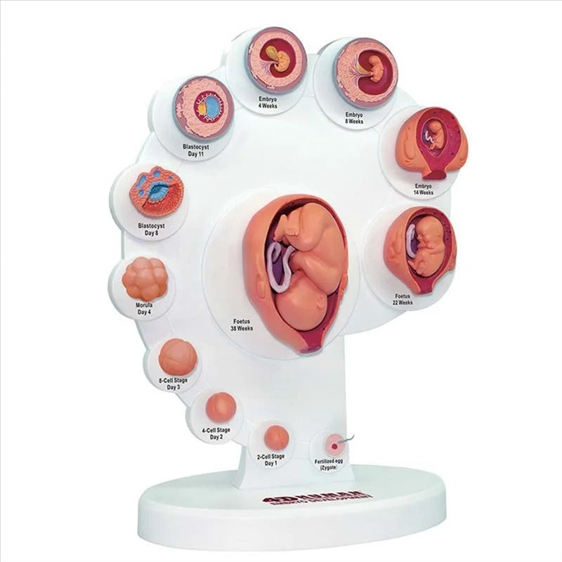 4D Modelo Anatômico de Embrião Humano