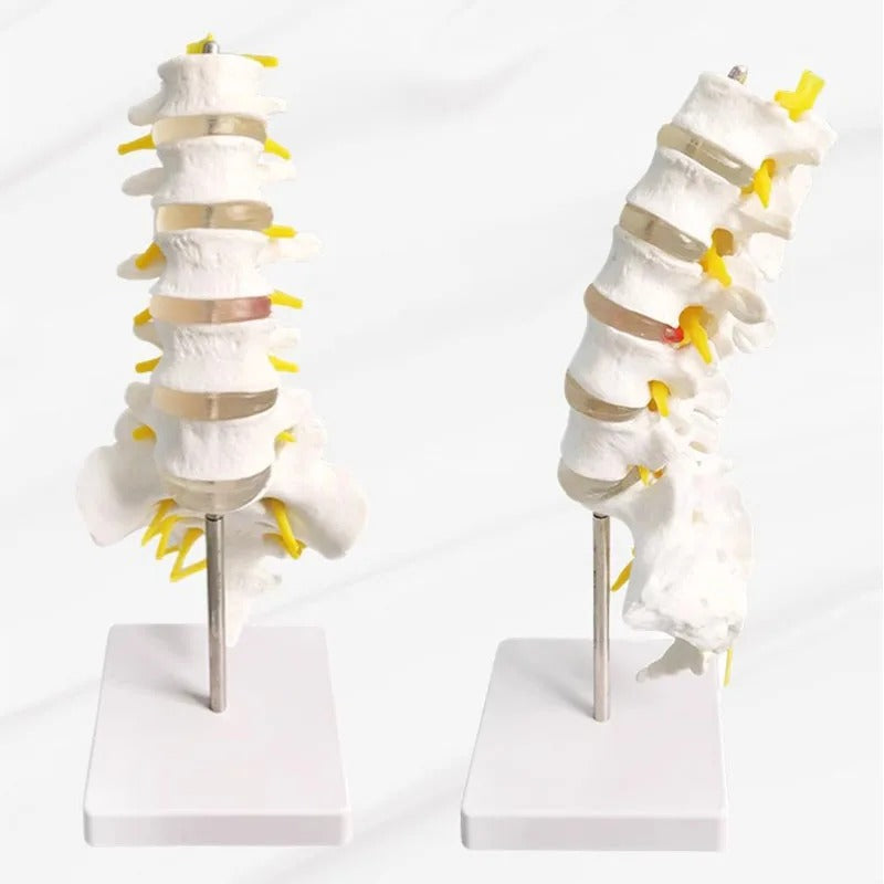 Modelo de Coluna Lombar em Tamanho Vital - Modelo de Anatomia