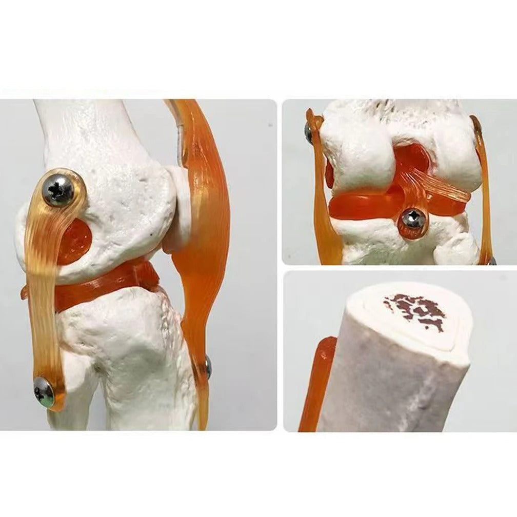 Joelho Humano Modelo Anatomico
