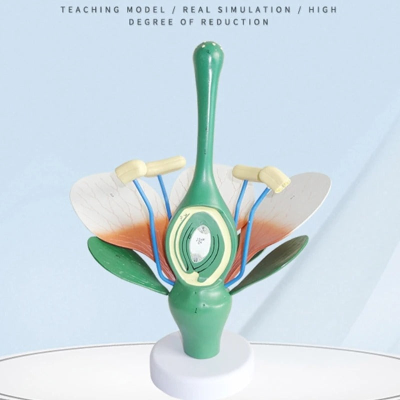 Modelo de Anatomia de Folhas de Flores e Plantas