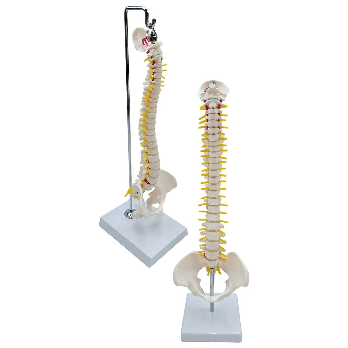 Modelo de Anatomia do Esqueleto da Coluna Vertebral - Detalhado com Vértebras Flexíveis e Coluna Lombar