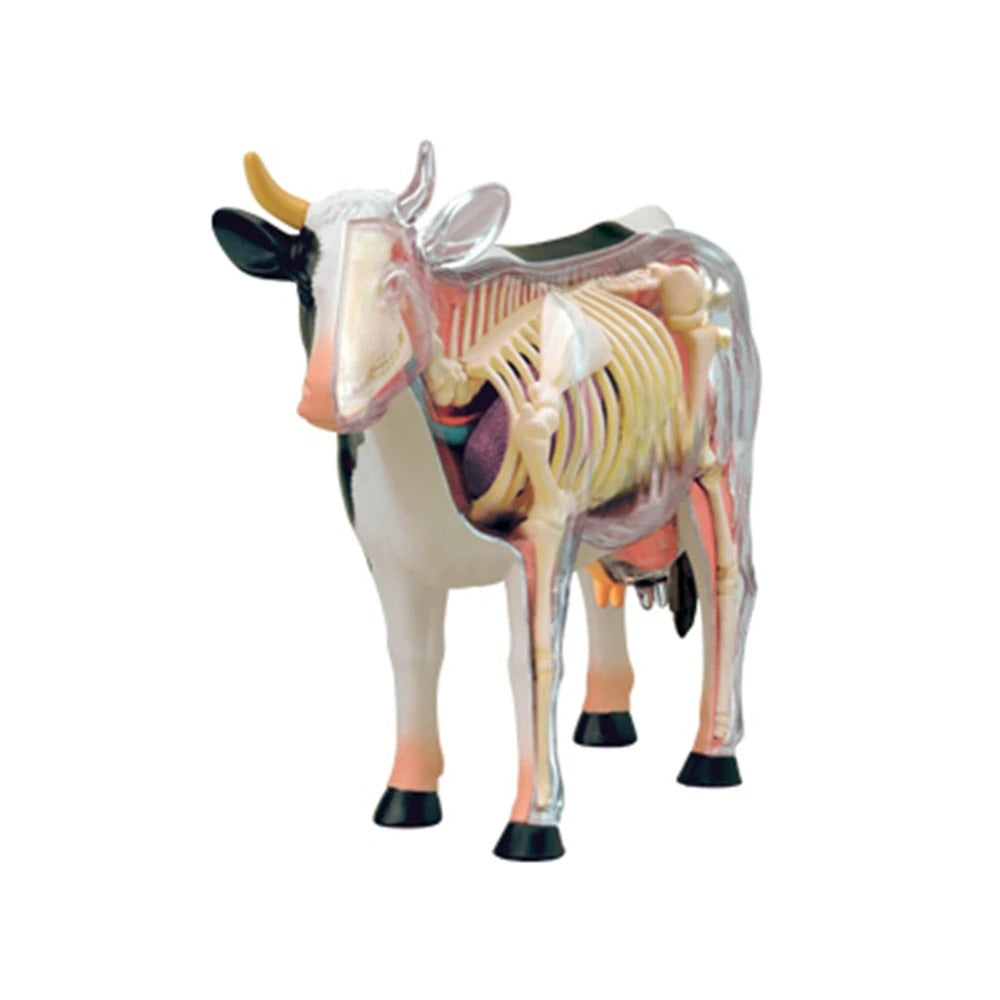 Modelo da Vaca 4D