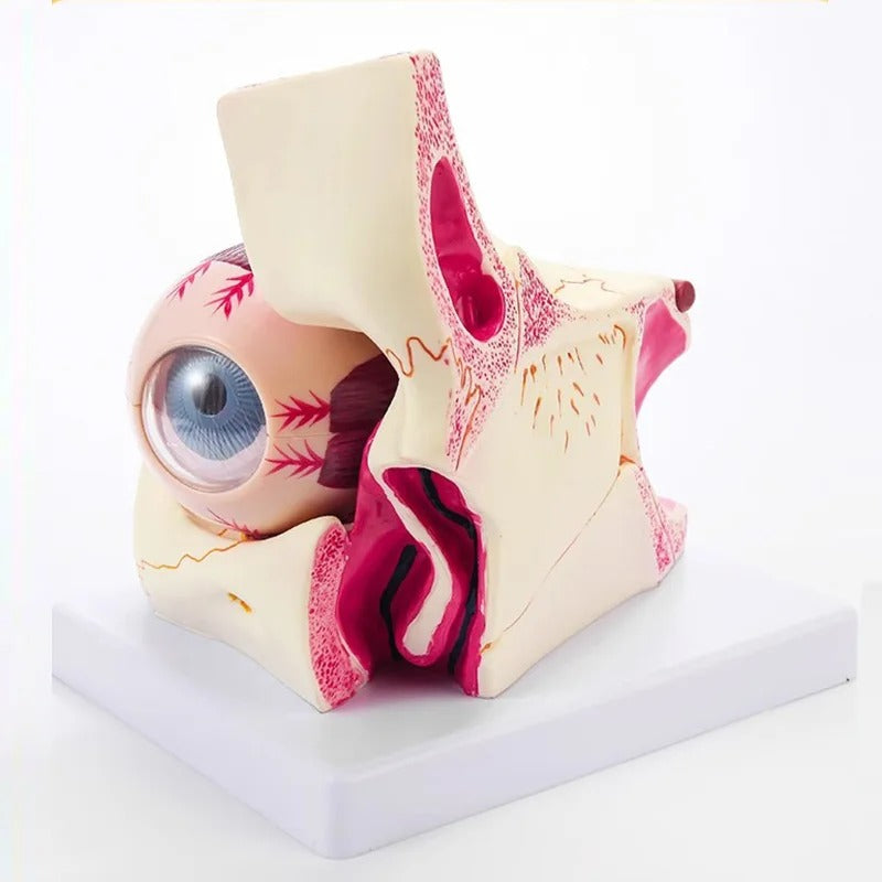 Modelo Anatômico Humano do Globo Ocular e Pálpebra