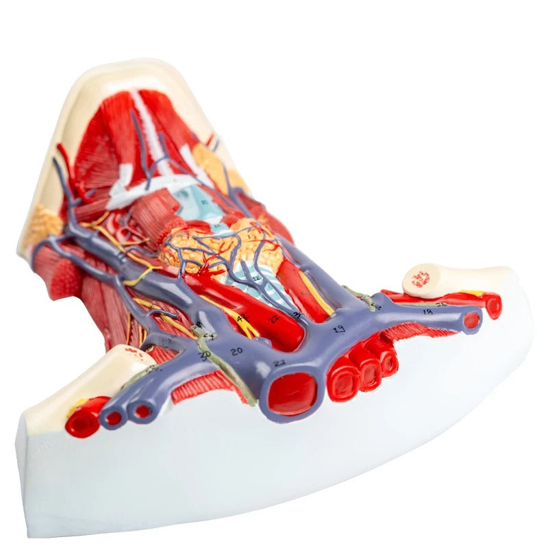 Modelo do Pescoço Arteriovenoso