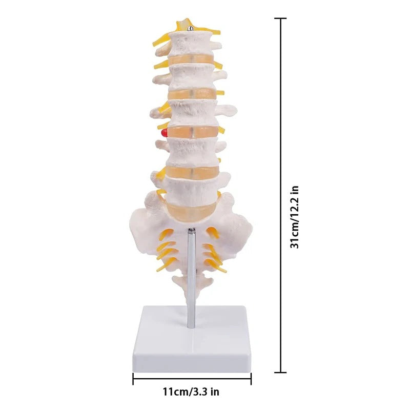 Modelo de Coluna Lombar em Tamanho Vital - Modelo de Anatomia