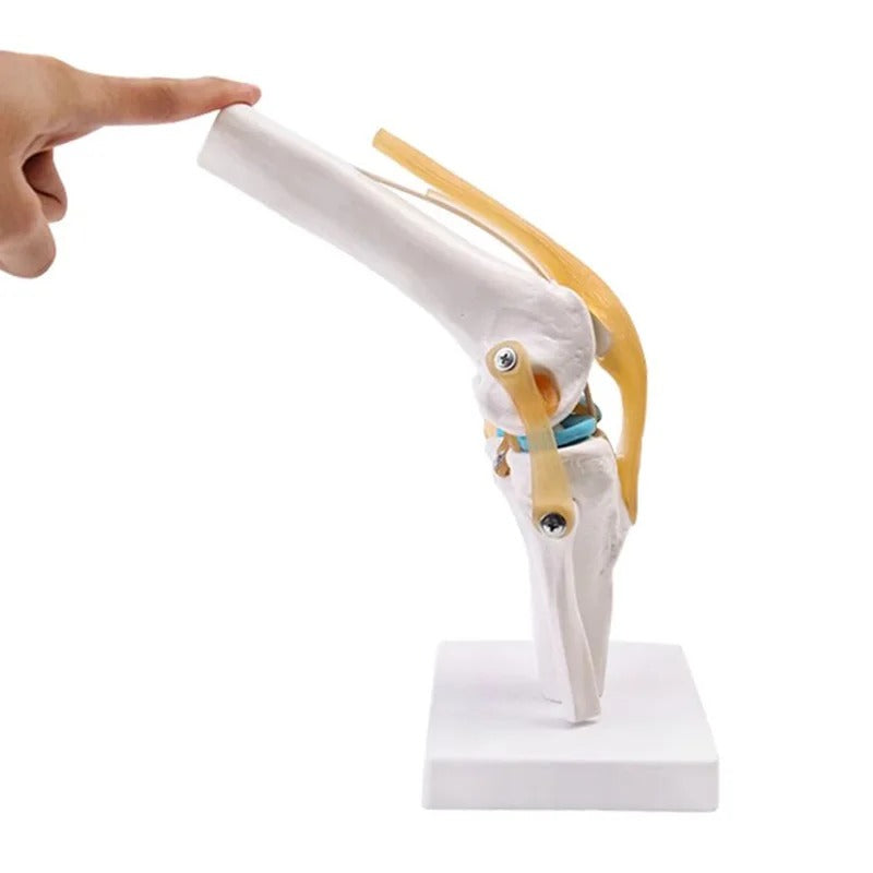 Esqueleto da Articulação do Joelho Humano em Tamanho Real - Modelo de Anatomia