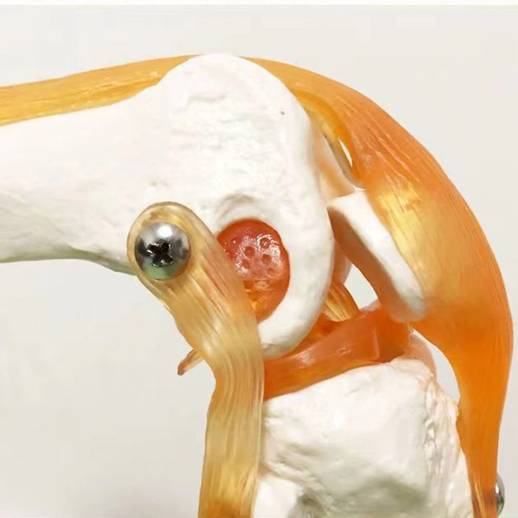 Joelho Humano Modelo Anatomico
