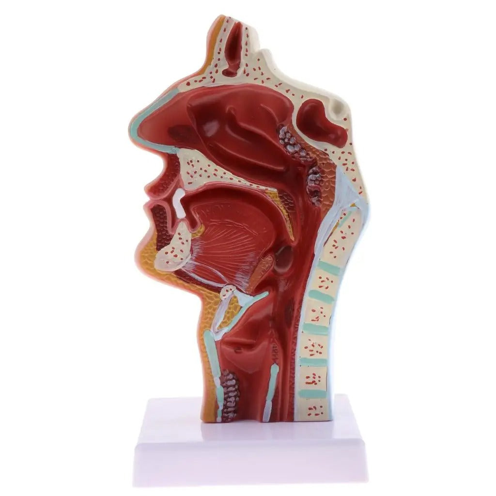 Modelo Anatômico Patologia da Garganta