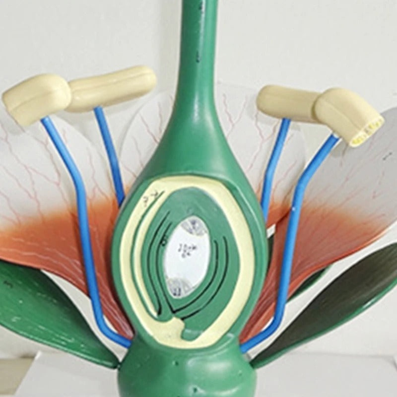 Modelo de Anatomia de Folhas de Flores e Plantas