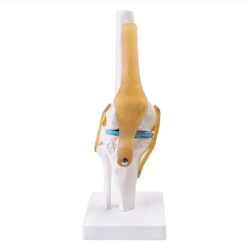 Esqueleto da Articulação do Joelho Humano em Tamanho Real - Modelo de Anatomia