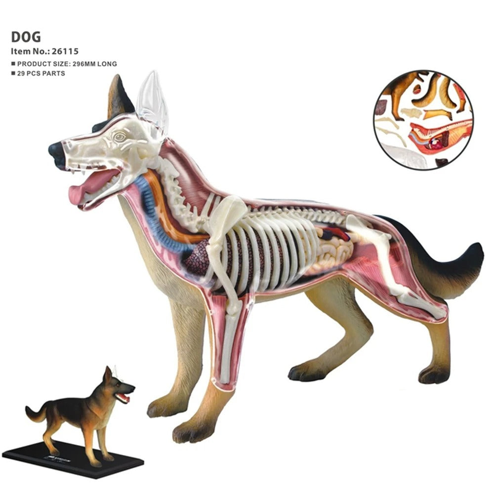 Modelo de Anatomia de Órgão Cachorro - 4D Dog Intelligence Montagem Brinquedo