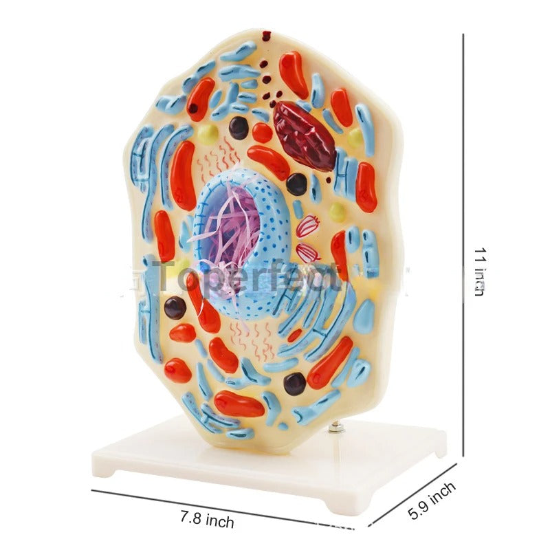 Modelo de Célula Animal - Microestrutura Anatômica