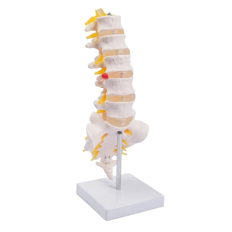 Modelo de Coluna Lombar em Tamanho Vital - Modelo de Anatomia