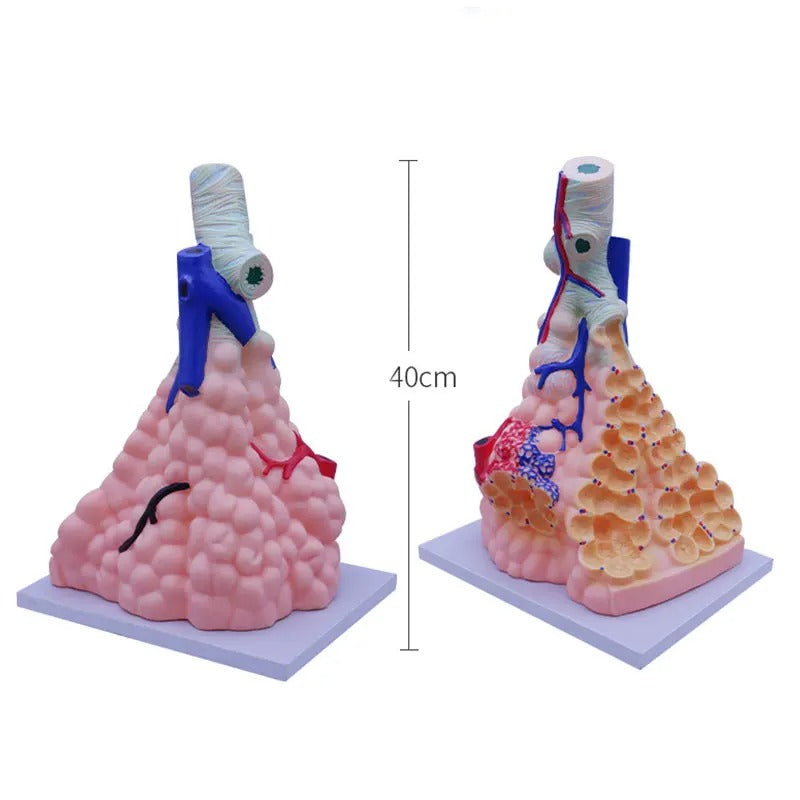 Modelo Alveolar Humano Ampliado - Sistema Respiratório