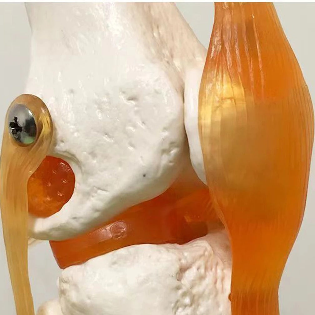 Joelho Humano Modelo Anatomico