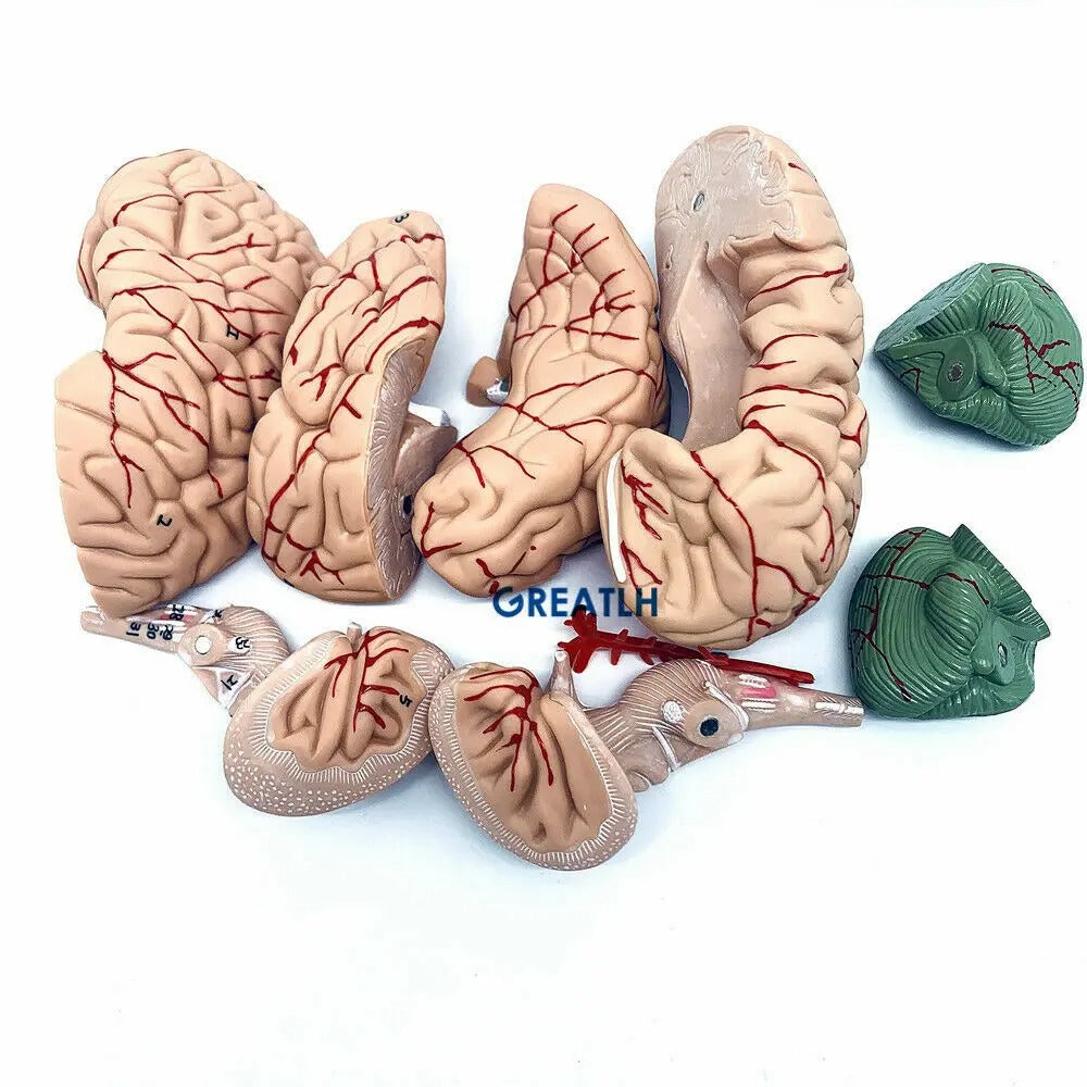 Modelo Anatômico de Cérebro Humano Max