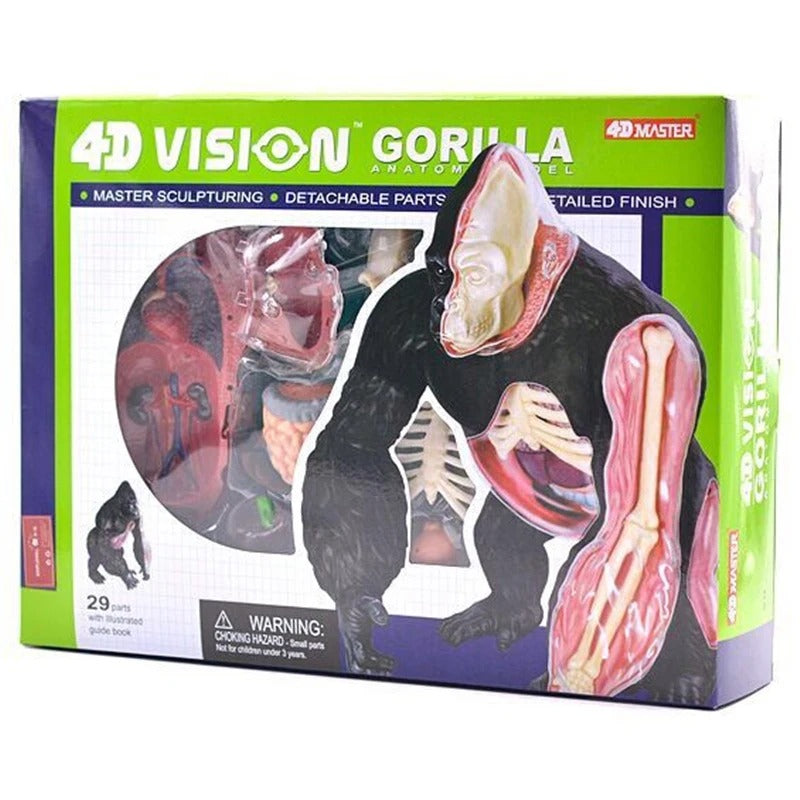 Modelo de Anatomia Gorila 4D