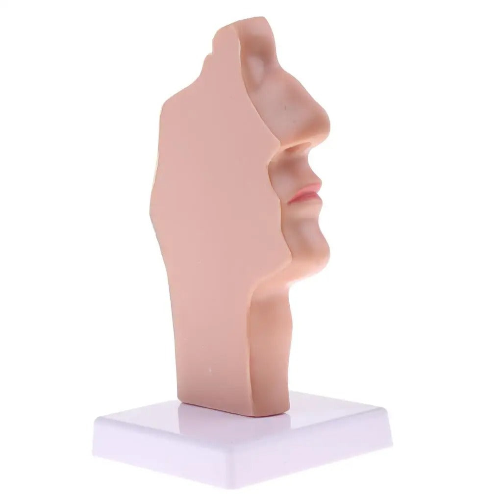 Modelo Anatômico Patologia da Garganta