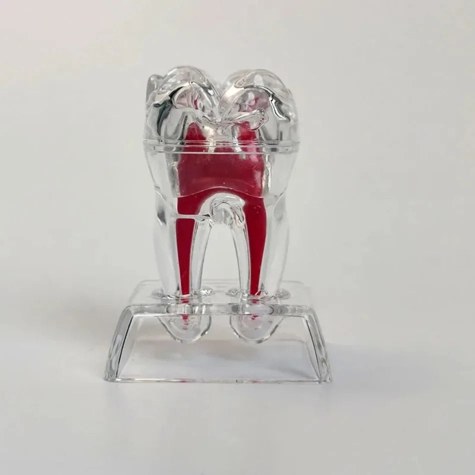 Modelo Anatômico Dental Destacável e Transparente – Luminoso e Único Dente