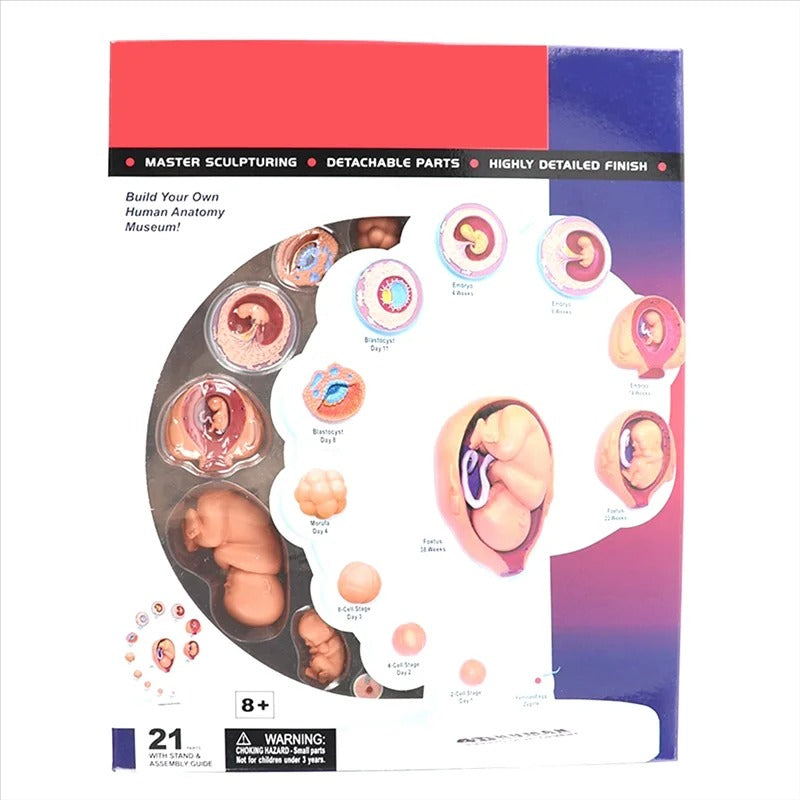 4D Modelo Anatômico de Embrião Humano