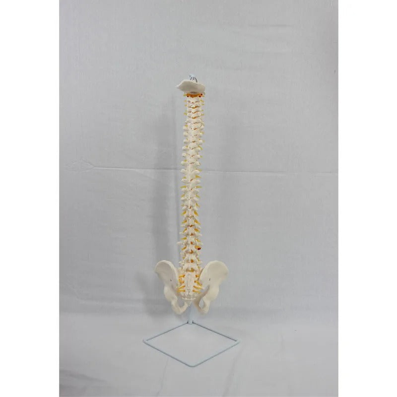 Modelo de Anatomia do Esqueleto da Coluna Vertebral - Detalhado com Vértebras Flexíveis e Coluna Lombar