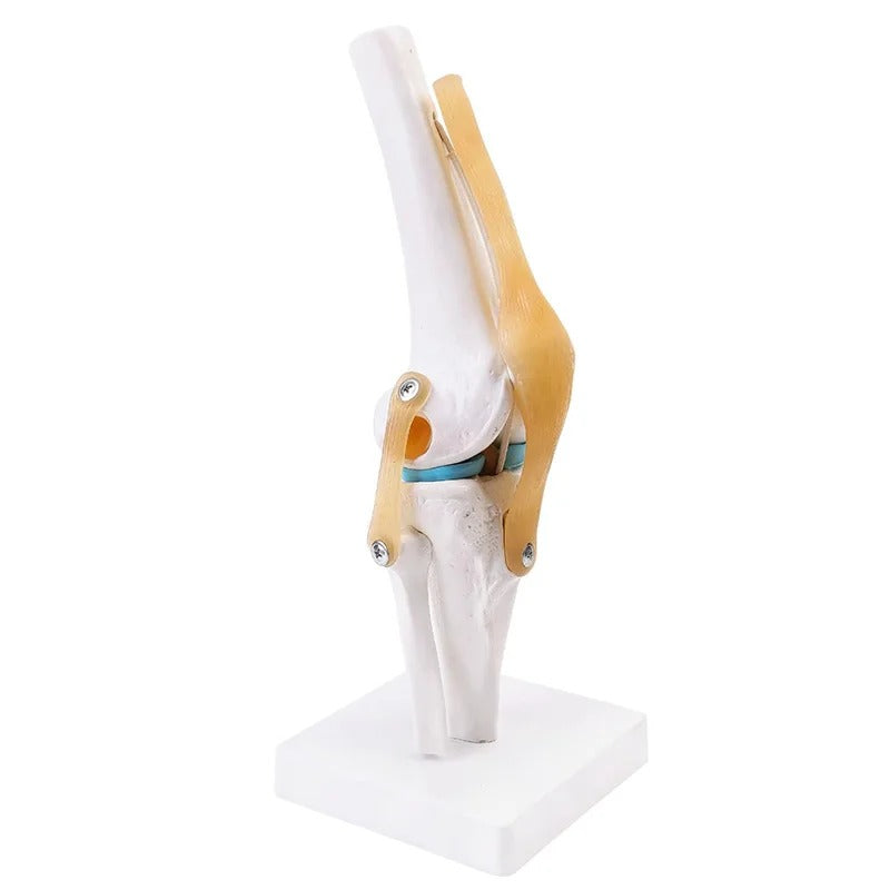 Esqueleto da Articulação do Joelho Humano em Tamanho Real - Modelo de Anatomia