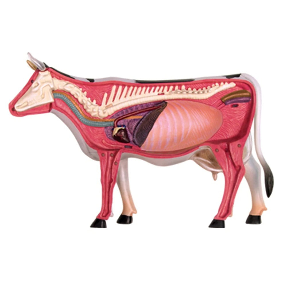 Modelo da Vaca 4D