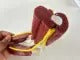 Modelo Anatomico Articulação do Cotovelo e Ligamento Vascular