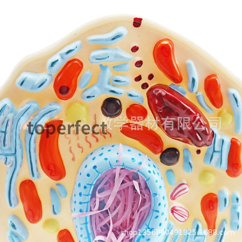 Modelo de Célula Animal - Microestrutura Anatômica