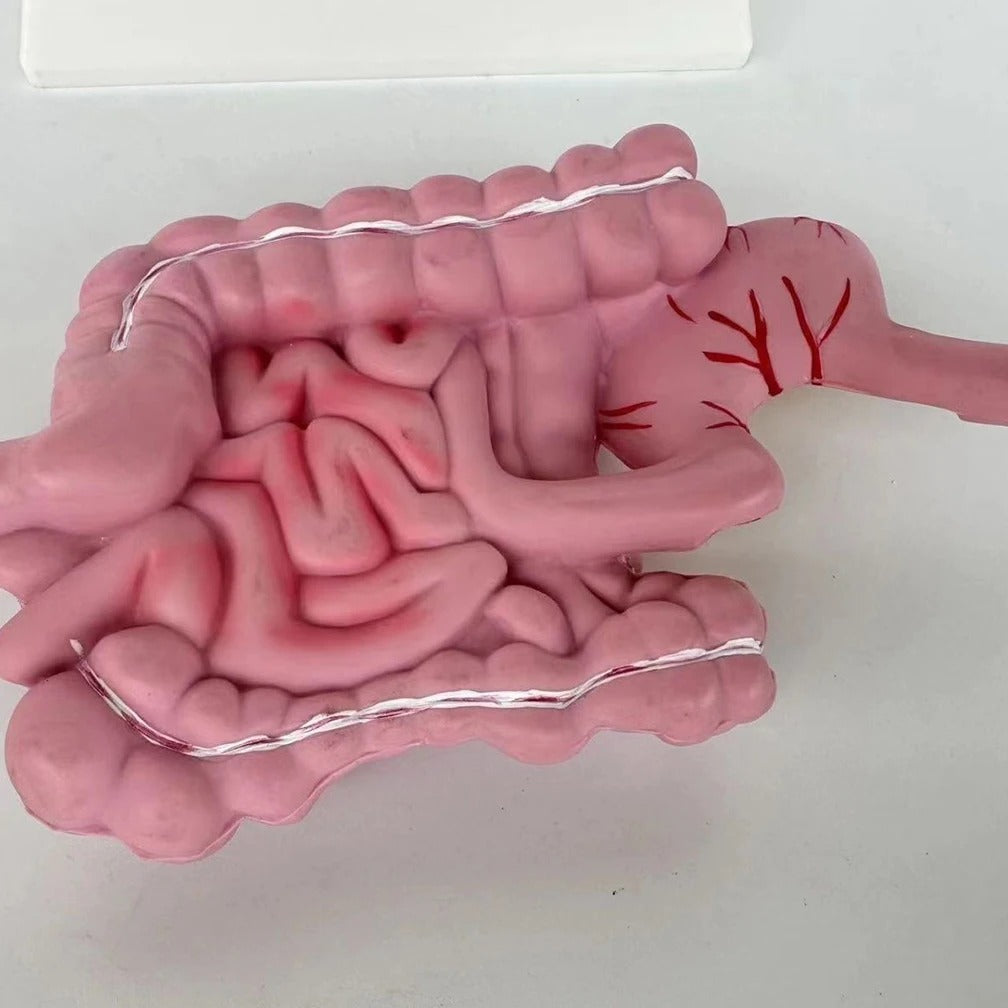 Modelo Anatômico do Sistema Digestivo