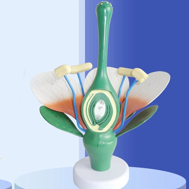 Modelo de Anatomia de Folhas de Flores e Plantas