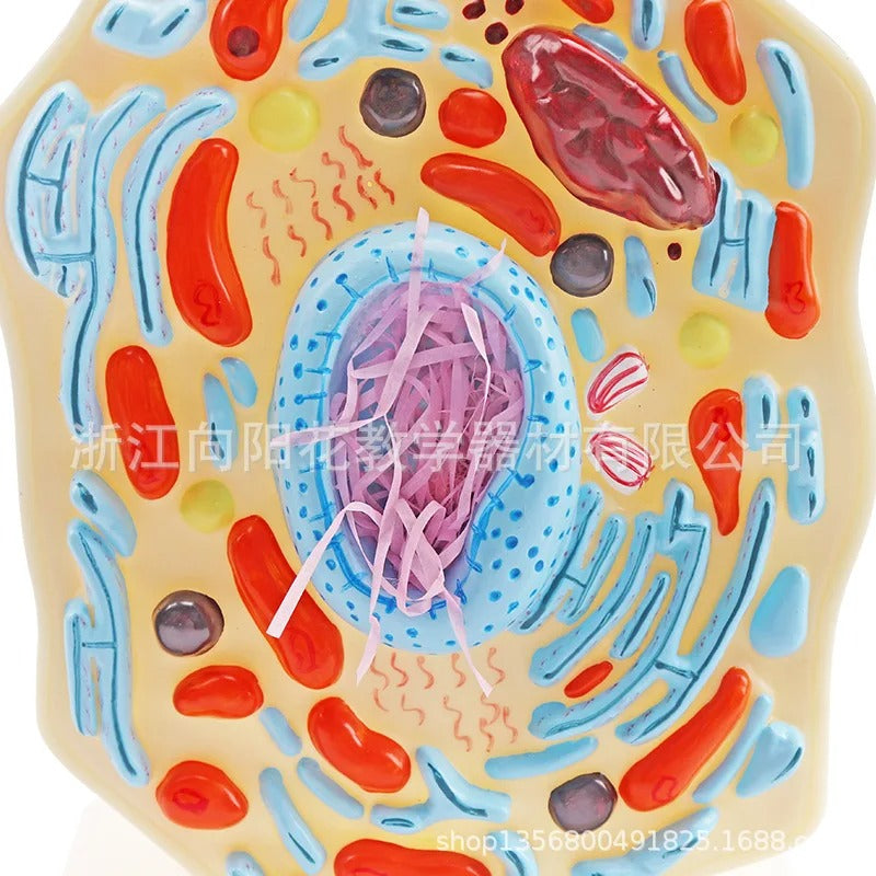 Modelo de Célula Animal - Microestrutura Anatômica