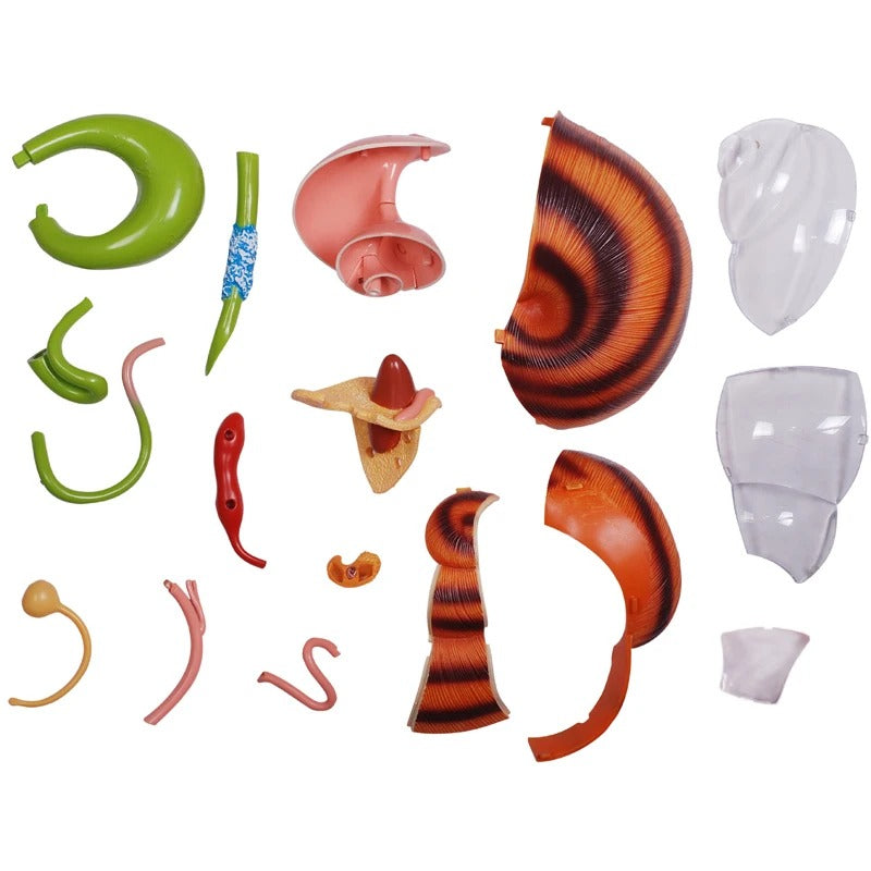 Modelo Anatômico 4D de Caracol para Crianças