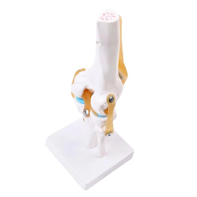 Esqueleto da Articulação do Joelho Humano em Tamanho Real - Modelo de Anatomia