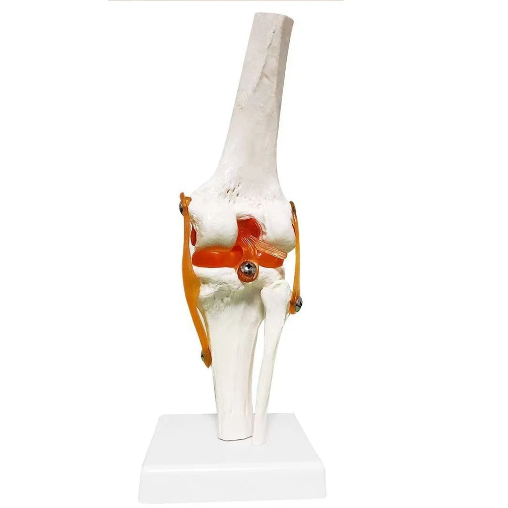 Joelho Humano Modelo Anatomico