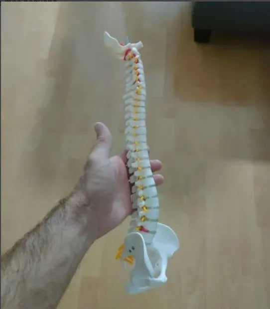 Modelo de Anatomia do Esqueleto da Coluna Vertebral - Detalhado com Vértebras Flexíveis e Coluna Lombar