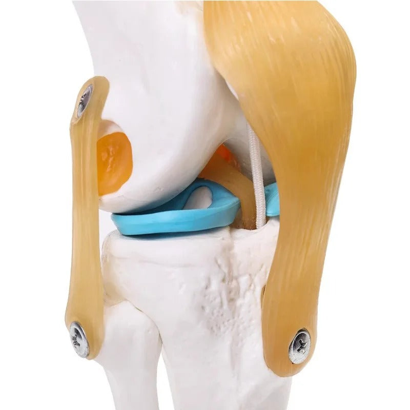 Esqueleto da Articulação do Joelho Humano em Tamanho Real - Modelo de Anatomia