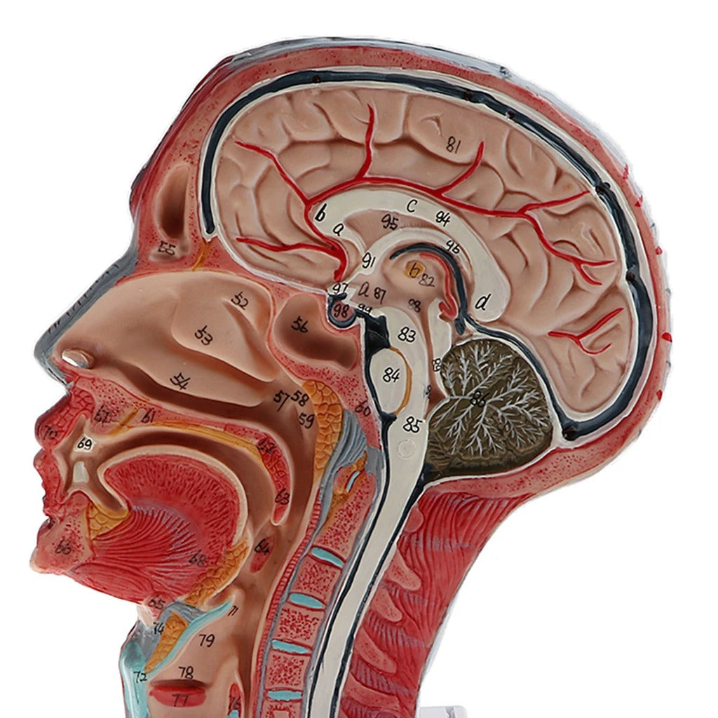 Modelo Anatômico de Cabeça e Pescoço - Corte Sagital com Artérias e Nervos