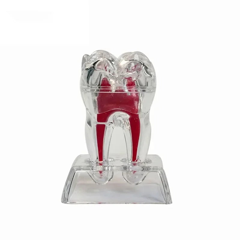 Modelo Anatômico Dental Destacável e Transparente – Luminoso e Único Dente