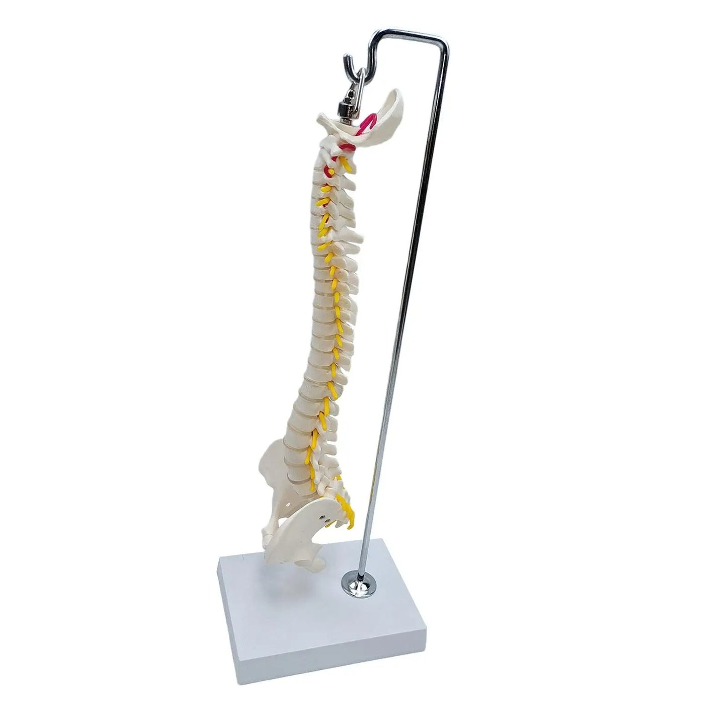 Modelo de Anatomia do Esqueleto da Coluna Vertebral - Detalhado com Vértebras Flexíveis e Coluna Lombar