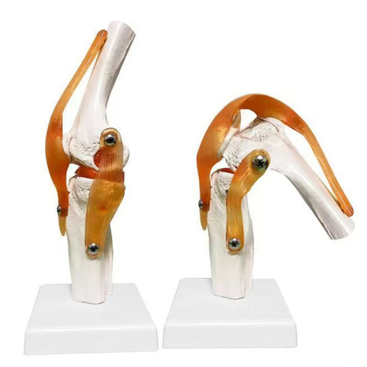 Joelho Humano Modelo Anatomico