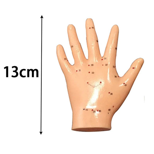 Modelo Anatômico de Pontos de Acupuntura da Mão