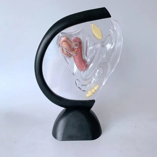 Modelo de Útero Transparente Feminino