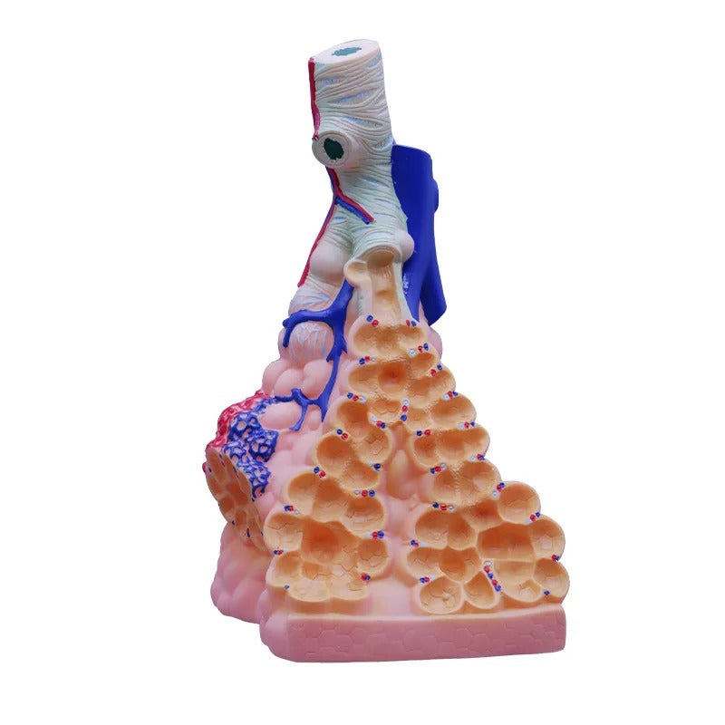 Modelo Alveolar Humano Ampliado - Sistema Respiratório