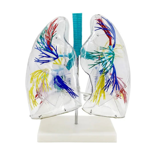 Modelo Anatômico do Pulmão Transparente Humano