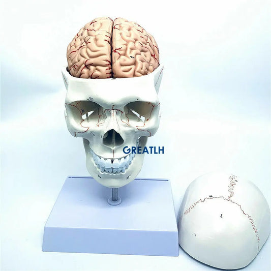Modelo Anatômico de Cérebro Humano Max